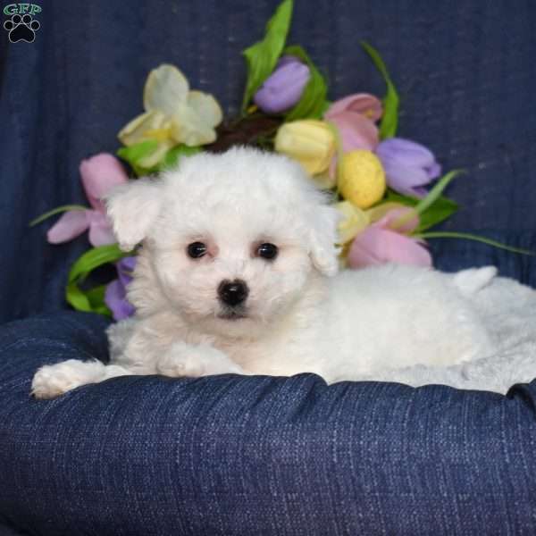 Hopper (Tiny), Bichon Frise Puppy